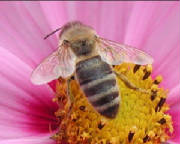 abeille_1280.jpg